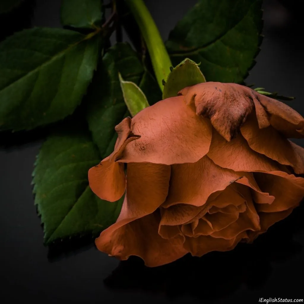 Whatsapp DP Sad Mood – Sad WhatsApp DP